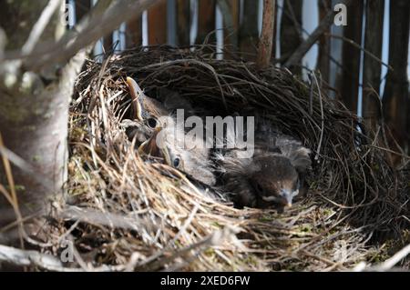 Turdus Merula, Schwarzvogel, Nest mit jungen Vögeln Stockfoto