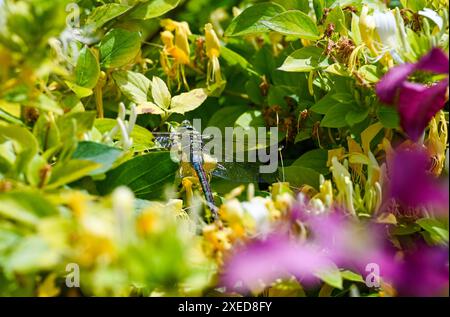 Brighton Großbritannien 27. Juni 2024 - Eine Libelle ( Anax Imperator) ruht bei warmem Sonnenschein in Brighton auf Geißblatt, während das gute Wetter anhält, wenn auch etwas kühler als in den letzten Tagen: Credit Simon Dack / Alamy Live News Stockfoto