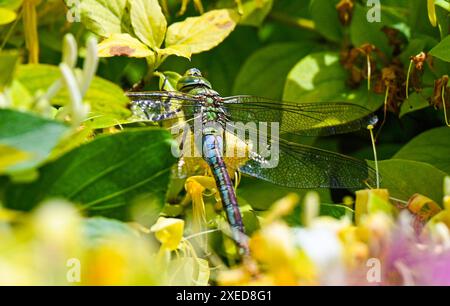 Brighton Großbritannien 27. Juni 2024 - Eine Libelle ( Anax Imperator) ruht bei warmem Sonnenschein in Brighton auf Geißblatt, während das gute Wetter anhält, wenn auch etwas kühler als in den letzten Tagen: Credit Simon Dack / Alamy Live News Stockfoto