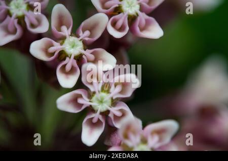 Milchkrautblüte aus der Nähe gesehen Stockfoto