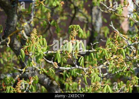 Aesculus hippocastanum, Rosskastanie Stockfoto