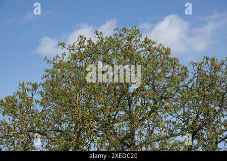 Aesculus hippocastanum, Rosskastanie Stockfoto