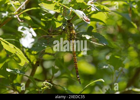 Southern Migrant Hawker aka Blue-Eyed Hawker (Aeshna affinis) weibliche oder tenerale fliegende Jagdkammern Farm Wood Lincolnshire Juni 2024 Stockfoto