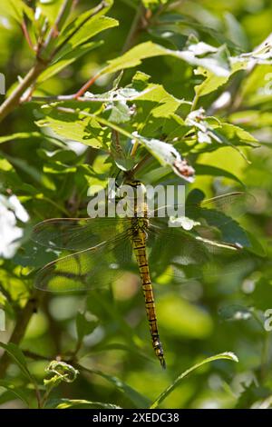 Southern Migrant Hawker aka Blue-Eyed Hawker (Aeshna affinis) weibliche oder tenerale fliegende Jagdkammern Farm Wood Lincolnshire Juni 2024 Stockfoto