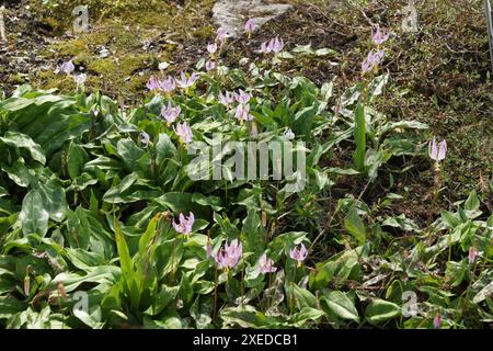 Erythronium revolutum, rosafarbene Hahnenzahnlilie Stockfoto