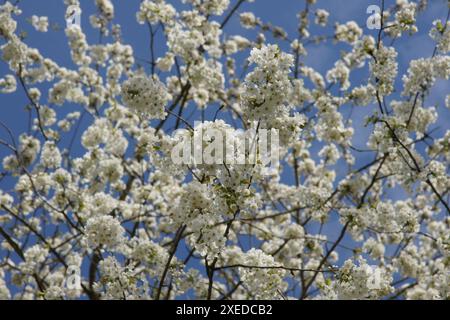 Prunus avium, Sweet cherry Stockfoto