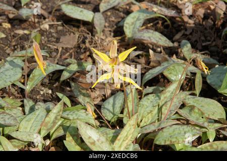 Erythronium umbelicatum, Noppen-Forelle-Lilie Stockfoto