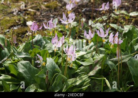 Erythronium revolutum, rosafarbene Hahnenzahnlilie Stockfoto