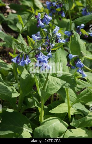 Mertensia virginica, Virginia Bluebells Stockfoto