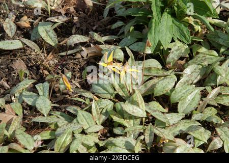 Erythronium umbelicatum, Noppen-Forelle-Lilie Stockfoto