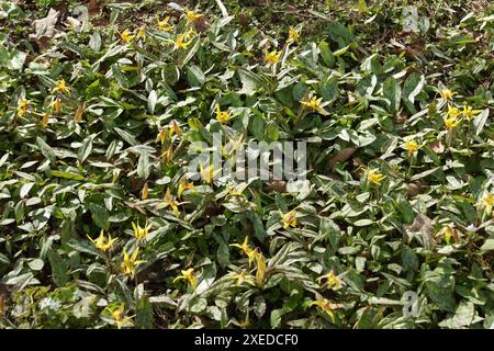 Erythronium americanum, amerikanische Hahnenzahnlilie Stockfoto