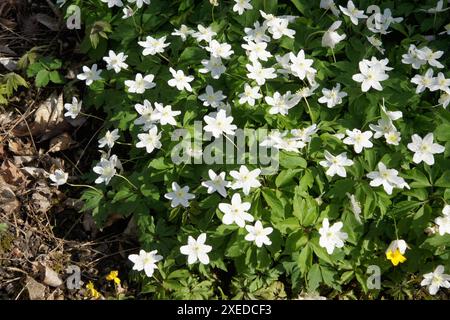 Anemone trifolia, dreiblättrige Windblume Stockfoto