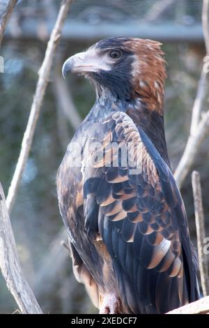 Der schwarze Bussard ist recht groß mit breiten, abgerundeten Flügeln und einem kurzen Hals und Schwanz. Stockfoto