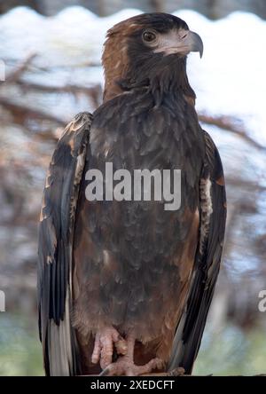 Der schwarze Bussard ist recht groß mit breiten, abgerundeten Flügeln und einem kurzen Hals und Schwanz. Stockfoto