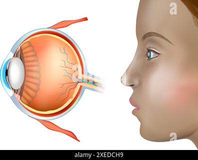 Medizinisches Poster mit menschlicher Augenanatomie. Hno-Heilkunde. Stock Vektor