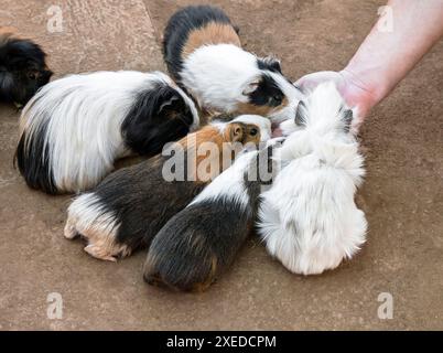Hochwinkelansicht einer Gruppe von Meerschweinchen beim Füttern Stockfoto