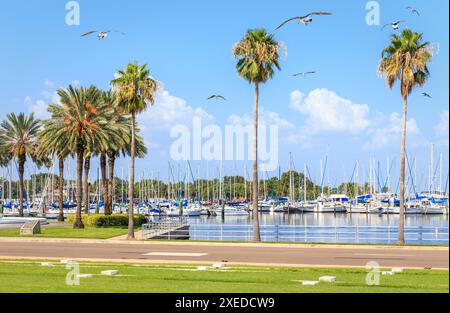Bucht mit Yachten und Möwen in St. Petersburg, Florida, USA Stockfoto