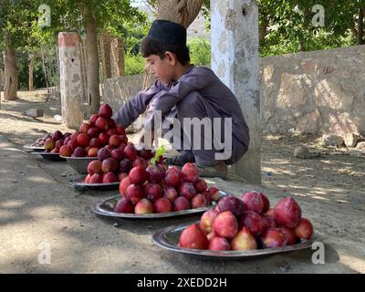 Kandahar, afghanische Provinz Kandahar. Juni 2024. Ein Junge verkauft Pflaumen in einem Obstgarten im Bezirk Zhari, südafghanistlicher Provinz Kandahar, 27. Juni 2024. Zu Beginn der Pflaumenernte ernten die Bauern am Rande der Provinz Kandahar im Süden Afghanistans frisches Obst. Quelle: Arghand/Xinhua/Alamy Live News Stockfoto