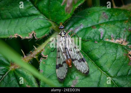 Makro eines männlichen Skorpionfliegers (Panorpa sp) mit vielen Flügeln und ungewöhnlichem Schwanz. Penshaw, Sunderland, Großbritannien Stockfoto