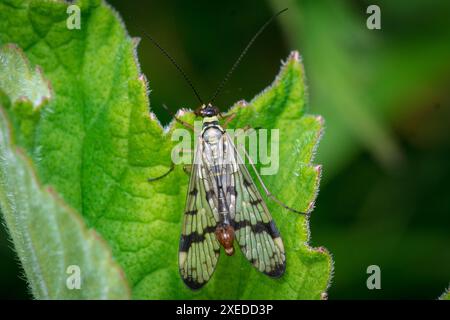 Makro eines männlichen Skorpionfliegers (Panorpa sp) mit vielen Flügeln und ungewöhnlichem Schwanz. Penshaw, Sunderland, Großbritannien Stockfoto