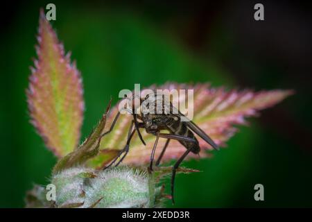 Eine furchterregende Dolchfliege (Empididae) scannt den Luftraum nach fliegenden Beute. Penshaw, Sunderland, Großbritannien Stockfoto