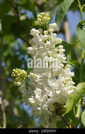 Syringa Vulgaris, lila Stockfoto