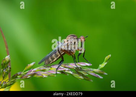 Eine furchterregende Dolchfliege (Empididae), die auf Gras thront, während sie den Luftraum nach fliegenden Beute durchsucht. Penshaw, Sunderland, Großbritannien Stockfoto