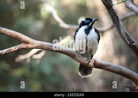 Der blaue Honeyeater hat einen schwarzen Kopf, eine weiße Brust, goldene olivgrüne Flügel und eine blaue Augenbraue Stockfoto