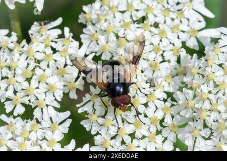 Eine große und schöne, kugelförmige hoverfly hoverfly (Volucella pellucens), die sich von Blumen ernährt. Penshaw, Sunderland, Großbritannien Stockfoto