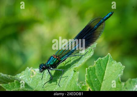 Eine farbenfrohe männliche Damselfliege (Calopteryx splendens), die auf einem Blatt ruht. River Wear, Sunderland, Großbritannien Stockfoto