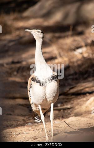 Die Australian Bustard ist einer der größten Vögel Australiens. Es handelt sich um einen hauptsächlich grau-braunen Vogel, gesprenkelt mit dunklen Markierungen, mit einem blassen Hals und schwarzem cr Stockfoto