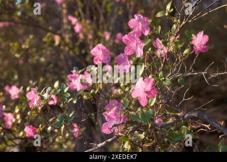 Rhododendron dauricum Sträucher mit Blumen (populäre Namen bagulnik; Maralnik) mit Bokeh Hintergrund des Waldes. Stockfoto
