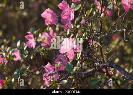 Rhododendron dauricum Sträucher mit Blumen (populäre Namen bagulnik; Maralnik) mit Bokeh Hintergrund des Waldes. Stockfoto