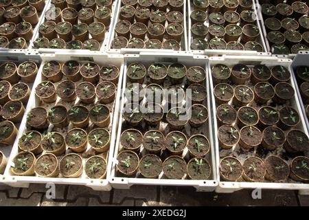 Solanum esculentum, Tomaten, Samen Stockfoto