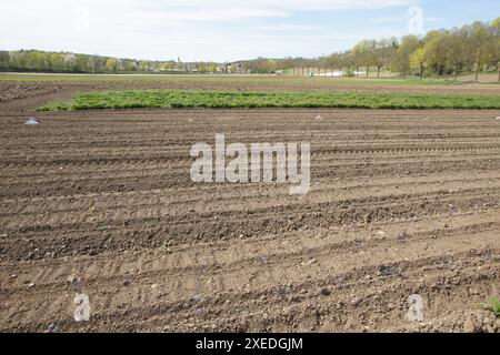 Brassica oleracea, Kohl, Kultivierung Stockfoto