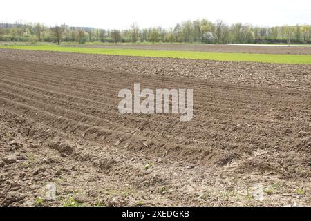 Solanum tuberosum, Kartoffel, Kultivierung Stockfoto