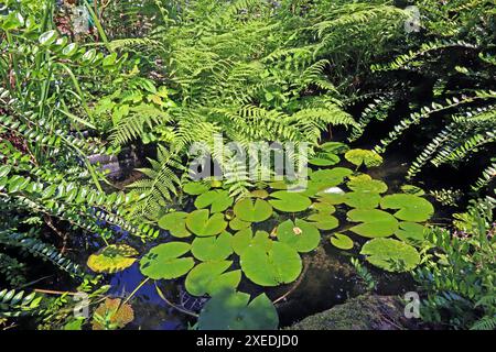 Fertigteiche als Dekoration für Gärten ein Fertigteich aus Kunststoff im Stil von einem Naturteich umrahmt von üppiger Vegetation *** Fertigteiche als Dekoration für Gärten Ein Fertigteich aus Kunststoff im Stil eines Naturteichs umgeben von üppiger Vegetation Stockfoto