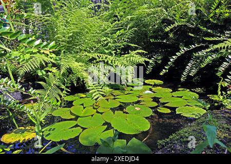 Fertigteiche als Dekoration für Gärten ein Fertigteich aus Kunststoff im Stil von einem Naturteich umrahmt von üppiger Vegetation *** Fertigteiche als Dekoration für Gärten Ein Fertigteich aus Kunststoff im Stil eines Naturteichs umgeben von üppiger Vegetation Stockfoto