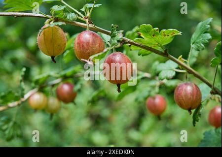 Natur Rote Stachelbeere Fruechte der Roten Stachelbeere Ribes uva-crispa. Die Stachelbeere ist eine Pflanzenart aus der Gattung Ribes innerhalb der Familie der Stachelbeergewaechse Grossulariaceae. Die Stachelbeere wird etwa seit dem 16. Jahrhundert als Beerenobst angebaut. 23.6.2024 *** Natur Rote Stachelbeerfrüchte der roten Stachelbeere Ribes uva crispa die Stachelbeere ist eine Pflanzenart der Gattung Ribes innerhalb der Stachelbeerfamilie Grossulariaceae die Stachelbeere wird seit etwa dem 16. Jahrhundert als weiche Frucht angebaut 23 6 2024 Stockfoto