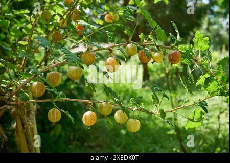 Natur Rote Stachelbeere Fruechte der Roten Stachelbeere Ribes uva-crispa. Die Stachelbeere ist eine Pflanzenart aus der Gattung Ribes innerhalb der Familie der Stachelbeergewaechse Grossulariaceae. Die Stachelbeere wird etwa seit dem 16. Jahrhundert als Beerenobst angebaut. 23.6.2024 *** Natur Rote Stachelbeerfrüchte der roten Stachelbeere Ribes uva crispa die Stachelbeere ist eine Pflanzenart der Gattung Ribes innerhalb der Stachelbeerfamilie Grossulariaceae die Stachelbeere wird seit etwa dem 16. Jahrhundert als weiche Frucht angebaut 23 6 2024 Stockfoto