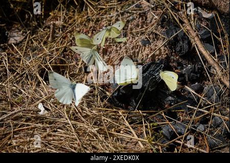 Natur Garten Kohlweissling ein Schwarm große Kohlweisslinge Pieris brassicae in einem Garten in Brandenburg. Der Kohlweissling ist ein Schaedling, dessen Raupen im Gemuesebeet große Schaeden anrichten. Der Schaedling tritt in mehreren Generationen im Jahr auf und frisst ueberwiegend Kohlpflanzen. Er ist nur schwer zu bekaempfen. 23.6.2024 *** Natur Gartenkohl Weißer Schmetterling Ein Schwarm großer Weißkohl Weißer Schmetterlinge Pieris brassicae in einem Garten in Brandenburg der Weißkohl ist ein Schädling, dessen Raupen großen Schaden in Gemüsebeeten verursachen der Schädling tritt in mehreren Gattungen auf Stockfoto