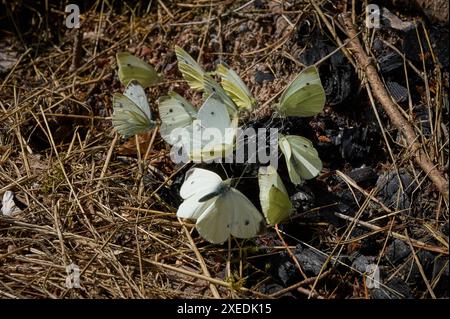 Natur Garten Kohlweissling ein Schwarm große Kohlweisslinge Pieris brassicae in einem Garten in Brandenburg. Der Kohlweissling ist ein Schaedling, dessen Raupen im Gemuesebeet große Schaeden anrichten. Der Schaedling tritt in mehreren Generationen im Jahr auf und frisst ueberwiegend Kohlpflanzen. Er ist nur schwer zu bekaempfen. 23.6.2024 *** Natur Gartenkohl Weißer Schmetterling Ein Schwarm großer Weißkohl Weißer Schmetterlinge Pieris brassicae in einem Garten in Brandenburg der Weißkohl ist ein Schädling, dessen Raupen großen Schaden in Gemüsebeeten verursachen der Schädling tritt in mehreren Gattungen auf Stockfoto