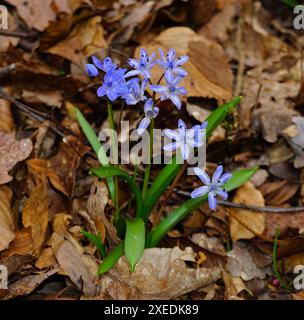 Blaublume; Alpenschürze; zweiblättrige Schürze; wilde Hyazinthe; Stockfoto