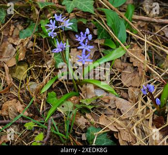 Blaublume; Alpenschürze; zweiblättrige Schürze; wilde Hyazinthe; Stockfoto