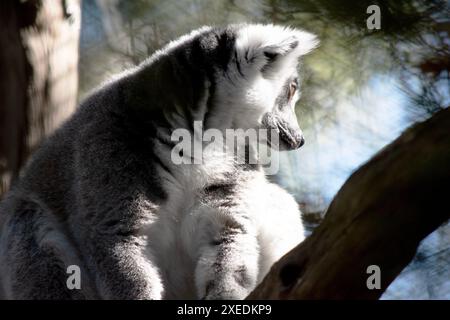 Die Lendenbeine sind grau mit grauen Gliedmaßen und dunkelgrauen Köpfen und Hälsen. Sie haben lange gestreifte Schwänze. Stockfoto