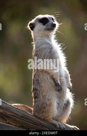 Erdmännchen sind kleine Säugetiere mit grauem und braunem Fell. Sie haben dunkle Flecken um ihre Augen, um ihre Augen vor der Sonne zu schützen Stockfoto