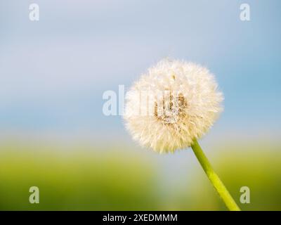 Geschlossener Bud eines Dandelions. Weißer Dandelion blüht im grünen Gras. Hochwertige Fotos Stockfoto