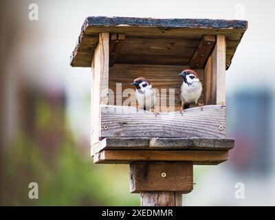 Zwei Spatzen auf dem Vogelfutter Stockfoto