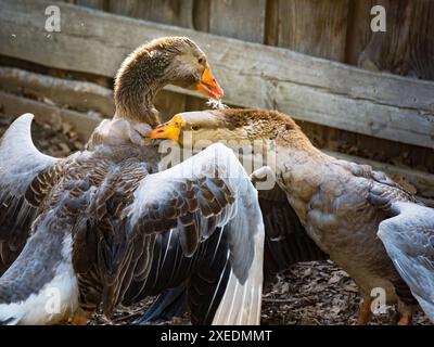 Ein paar kämpfende Gänse auf der Farm, zwei Gänse haben einen heftigen Kampf auf dem Gras der Farm Stockfoto