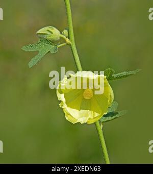 Gelber Hollyhock „Alcea rugosa“ Stockfoto